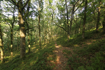 RWT Cefn Cenarth Woodland