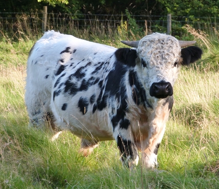 RWT Cow at Gilfach