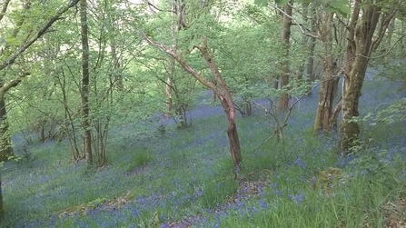 Gilfach Bluebells