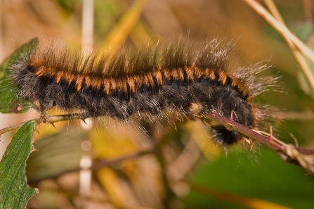 Fox Moth Caterpillar by David Longshaw