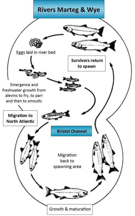 Life cycle of atlantic salmon at Gilfach