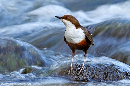 Dipper on rock 