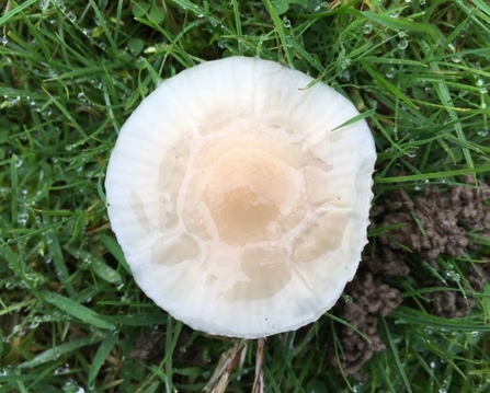 Waxcap fungi 