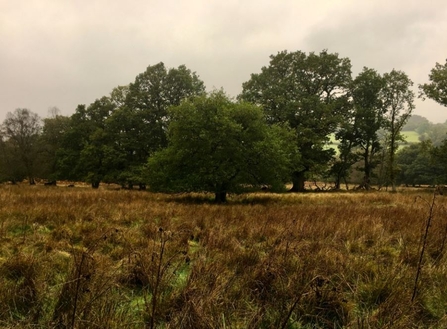 Rhos Pasture landscape picture with trees