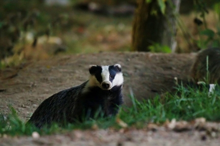 Badger in woodland 