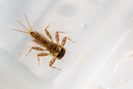 Mayfly larvae in tray