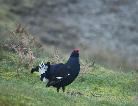 Black grouse