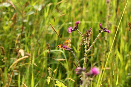 Meadow Brown on thistle 