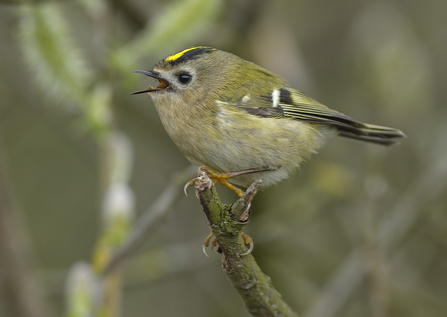 Goldcrest