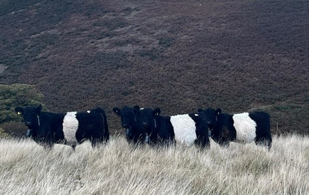 Belted Galloways