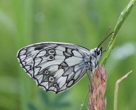 Marbled white butterfly