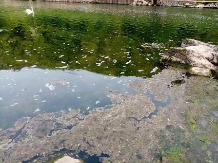 River Wye Algal Bloom