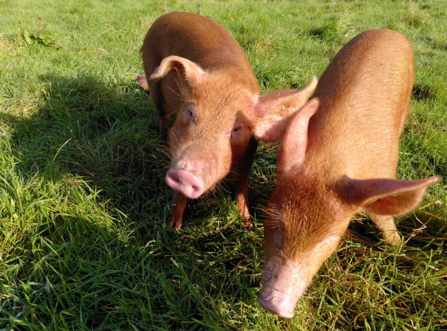 Tamworth pigs