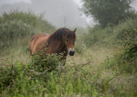 Knepp Exmoor Pony - Dr Sam Rose