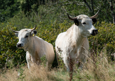 Image of White Park Cattle - Dr Sam Rose