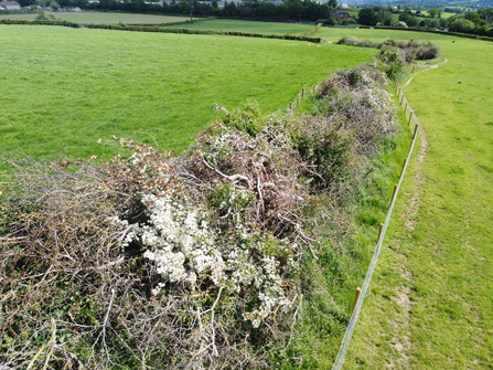 Mechanical hedgelaying