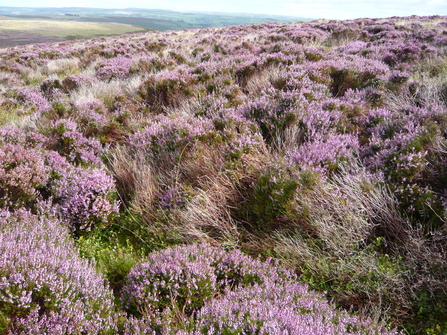 Heather