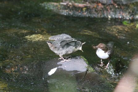 Dipper feeding fledgling