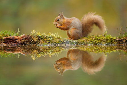 red squirrel