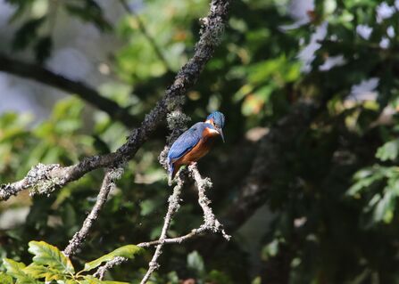 Kingfisher