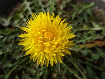 Dandelion