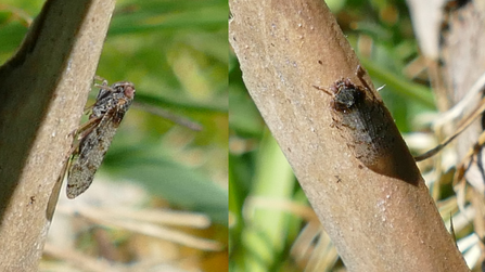 lacehopper
