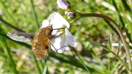 Bee-fly