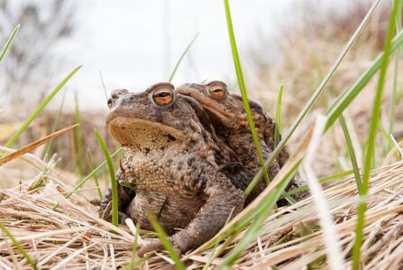 Toads
