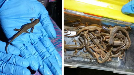 Newts