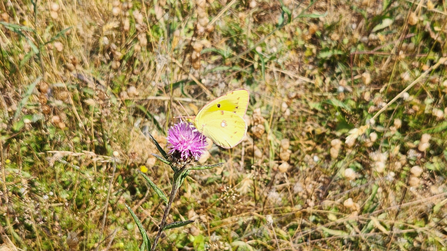 Clouded Yellow