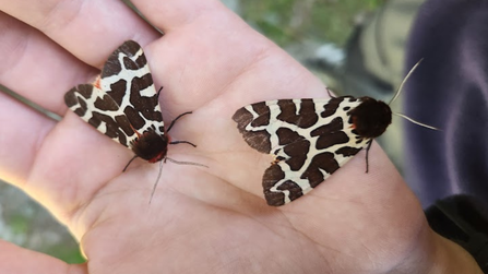 Garden tiger