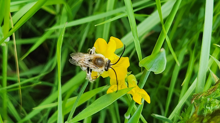 long horn bee