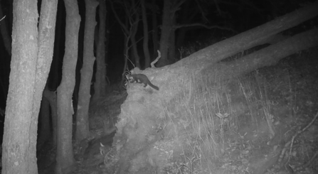 Pine marten camera trap