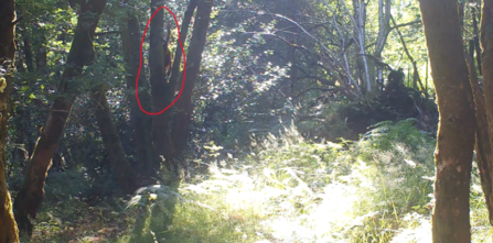 Pine marten camera trap