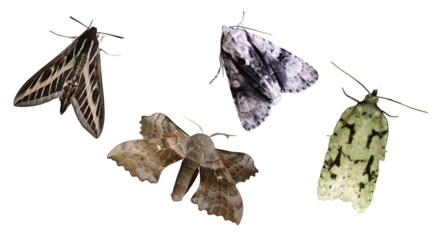 Moths collection