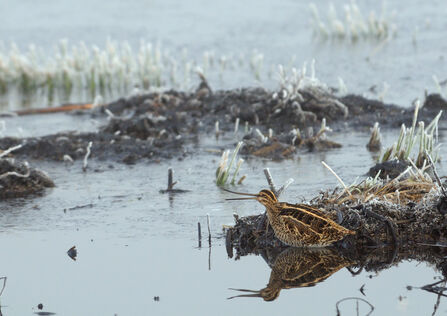 A snipe standing in a marsh, its long beak open. It's a small mottled brown wading bird with golden-yellow streaks