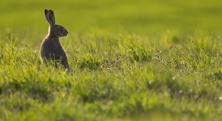 Hare in field