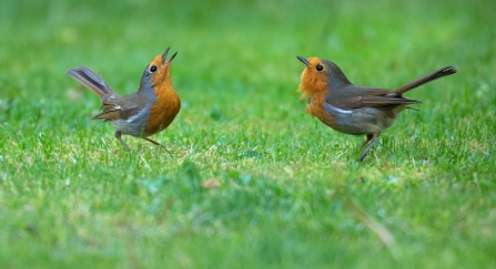 Two robins singing
