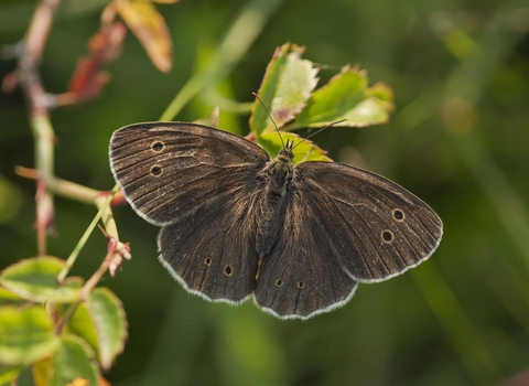Ringlet