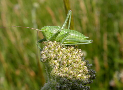 Great Green Bush-cricket