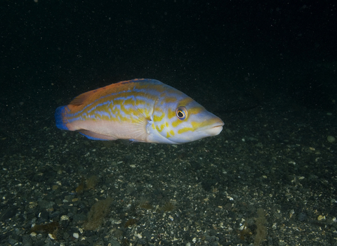 Male cuckoo wrasse