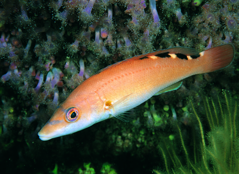 Female cuckoo wrasse