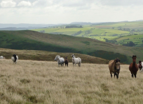 Cnwch Bank Horses