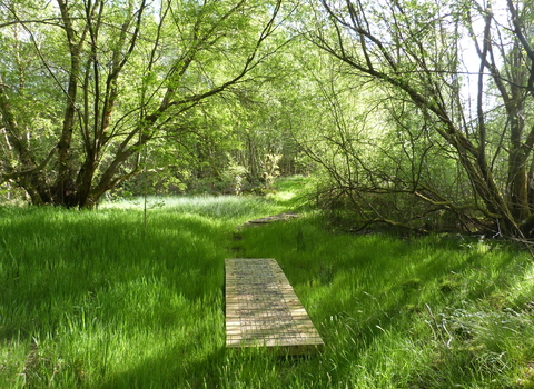 Abercamlo Boardwalk