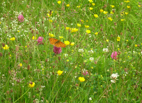 Gilfach meadow brimming with wildflowers