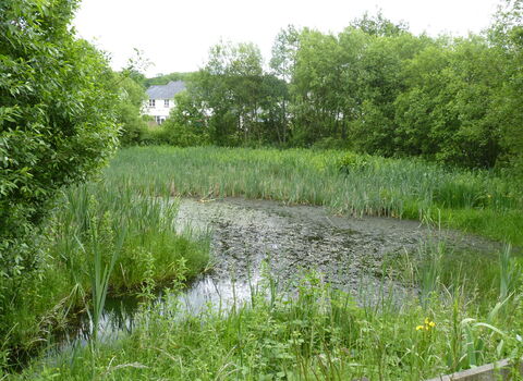 Gorse Farm Nature Reserve