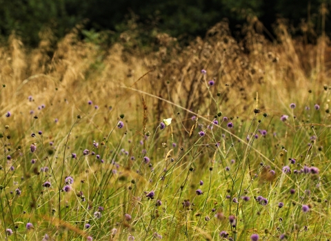 Large white butterfly in field of Devil's bit-scabious