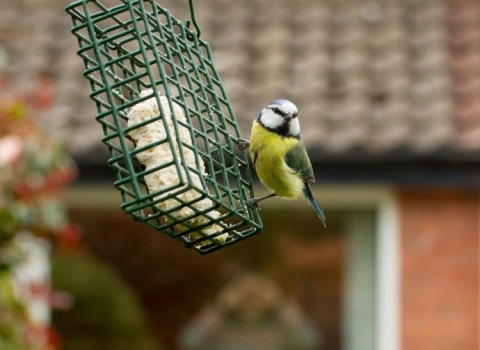 Bluetit on feeder by Ben Hall