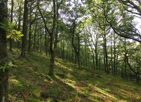 RWT Cefn Cenarth Woodland