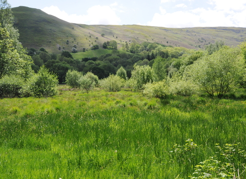 Rhos Pasture in summer